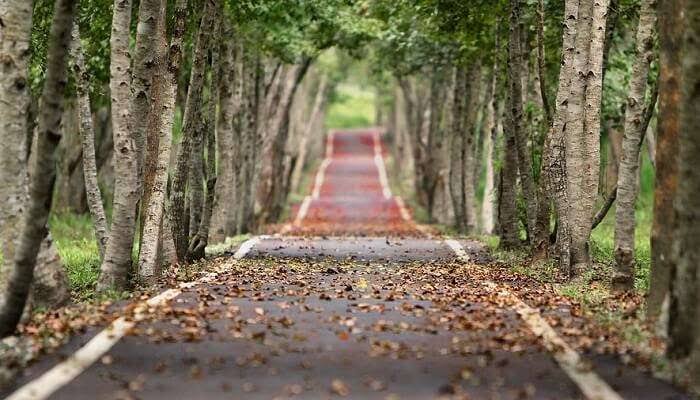 Top 5 Investment-Ready Locations in Dehradun for 2025:  Rajpur Road